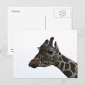 Briefkaart: Giraffe Briefkaart (Voorkant / Achterkant)
