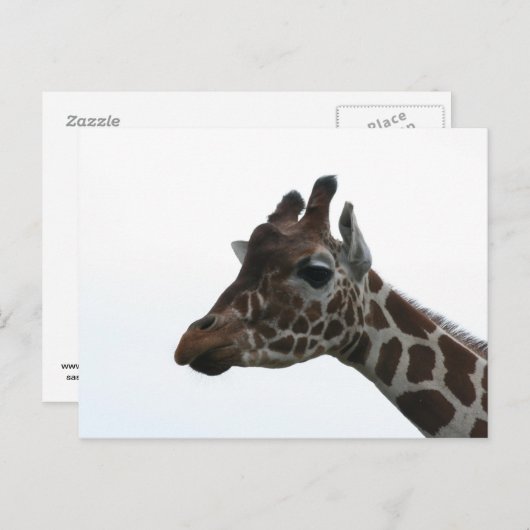 Briefkaart: Giraffe Briefkaart (Voorkant / Achterkant)