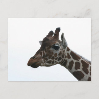 Briefkaart: Giraffe Briefkaart