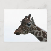 Briefkaart: Giraffe Briefkaart (Voorkant)