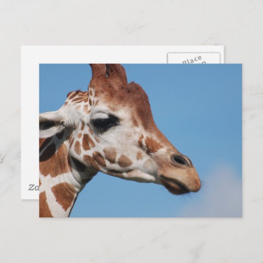 Briefkaart Giraffe profiel (Voorkant / Achterkant)