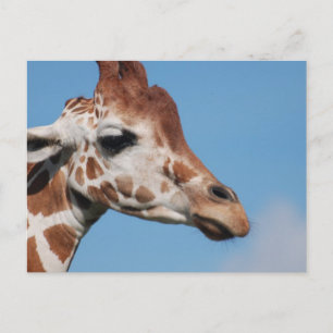 Briefkaart Giraffe profiel