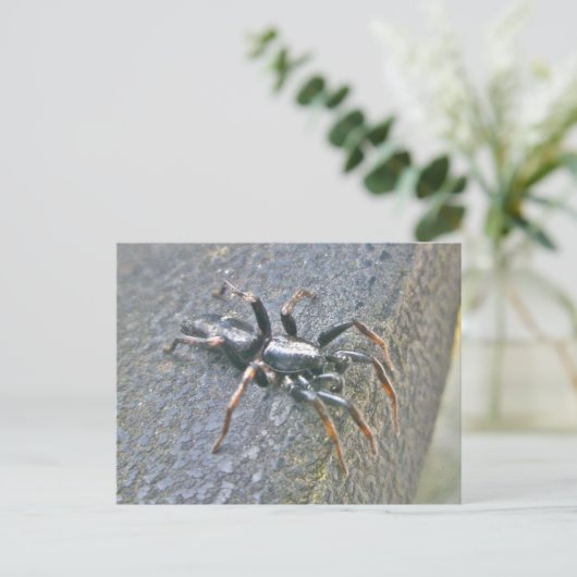 Briefkaart Gnaphosid Spider (Staand voorkant)