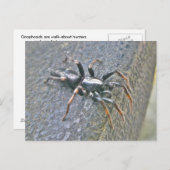 Briefkaart Gnaphosid Spider (Voorkant / Achterkant)