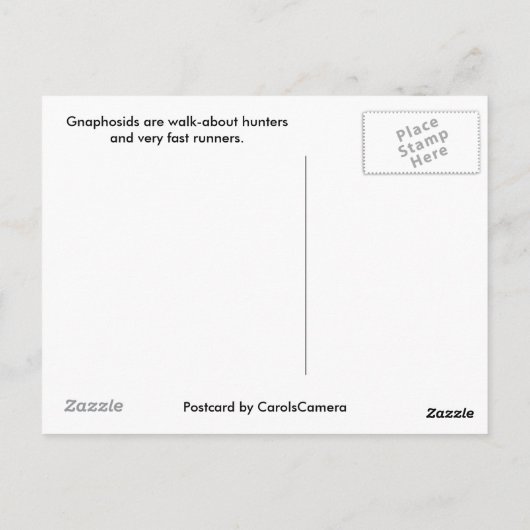 Briefkaart Gnaphosid Spider (Achterkant)