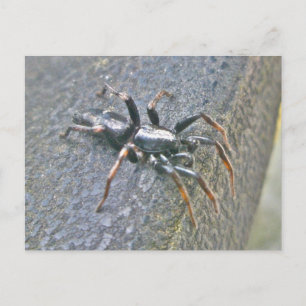 Briefkaart Gnaphosid Spider