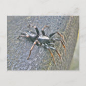Briefkaart Gnaphosid Spider (Voorkant)