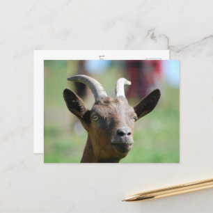 briefkaart _ Goat