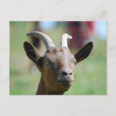 briefkaart _ Goat (Voorkant)