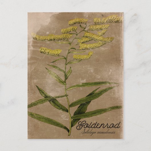 Briefkaart Goldenrodventilator (Voorkant)
