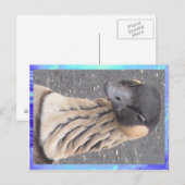 Briefkaart - Goose (Voorkant / Achterkant)