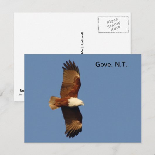 Briefkaart Gove Brahminy Kite (Voorkant / Achterkant)