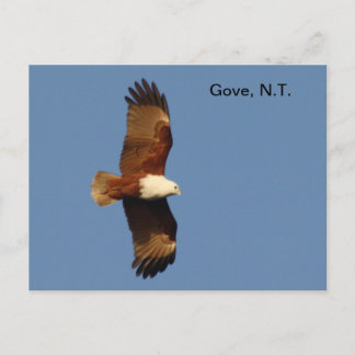 Briefkaart Gove Brahminy Kite