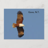 Briefkaart Gove Brahminy Kite (Voorkant)