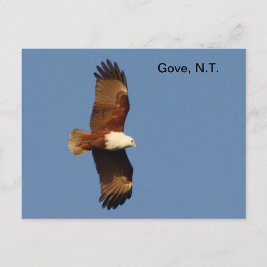 Briefkaart Gove Brahminy Kite (Voorkant)