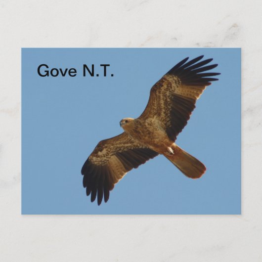Briefkaart Gove Brahminy Kite 1 jaar (Voorkant)