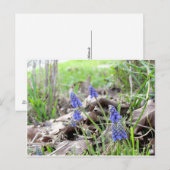 Briefkaart - Graanhyacinth (Voorkant / Achterkant)