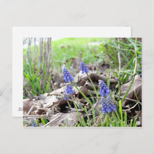 Briefkaart - Graanhyacinth (Voorkant / Achterkant)