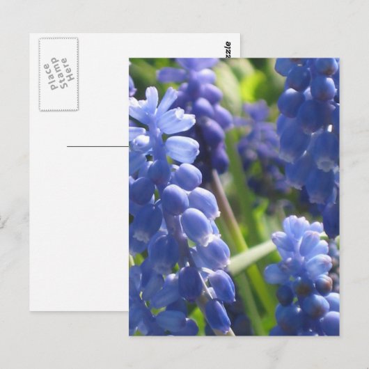 Briefkaart - Graanhyacinth (Voorkant / Achterkant)