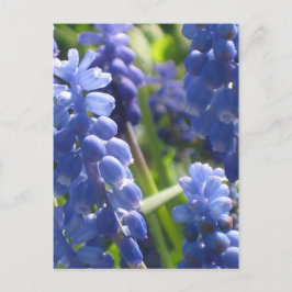 Briefkaart - Graanhyacinth