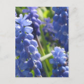 Briefkaart - Graanhyacinth (Voorkant)