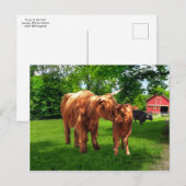 briefkaart "Gracie & her Calf" (Voorkant / Achterkant)