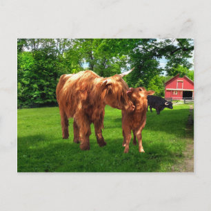 briefkaart "Gracie & her Calf"