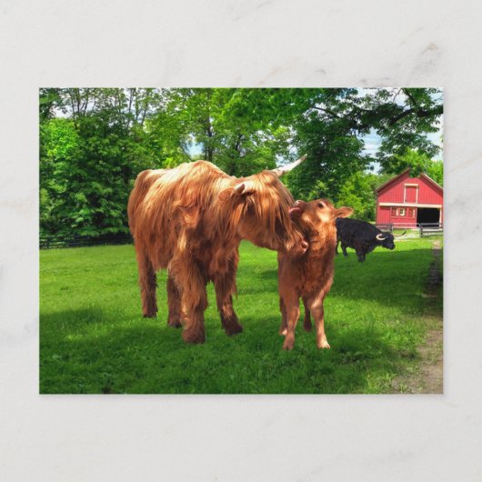 briefkaart "Gracie & her Calf" (Voorkant)