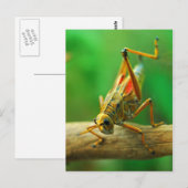 Briefkaart Grasshout (Voorkant / Achterkant)