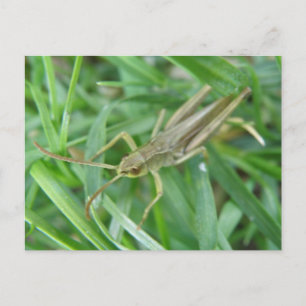 Briefkaart Grasshout