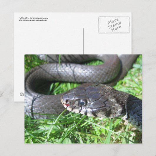 Briefkaart grasslang (Voorkant / Achterkant)