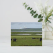 Briefkaart Grazing Orkney (Staand voorkant)