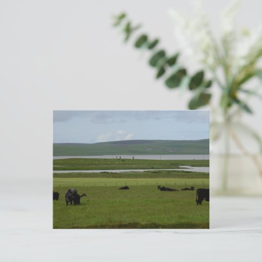 Briefkaart Grazing Orkney (Staand voorkant)