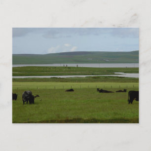 Briefkaart Grazing Orkney
