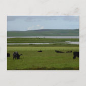 Briefkaart Grazing Orkney (Voorkant)