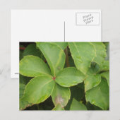Briefkaart Groene bladeren (Voorkant / Achterkant)