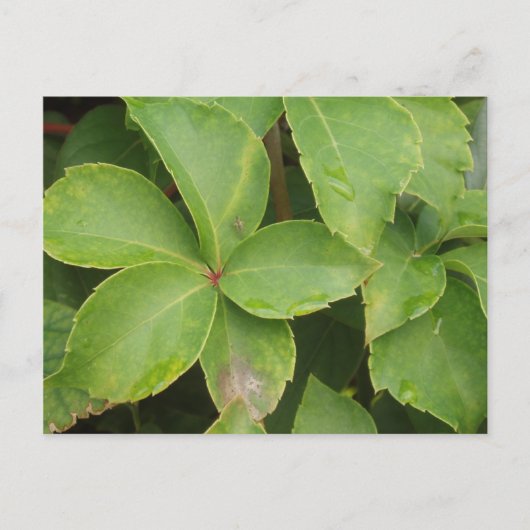 Briefkaart Groene bladeren (Voorkant)