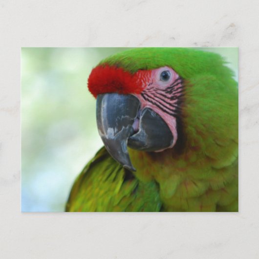 Briefkaart Groene Cheek Conure (Voorkant)