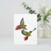 Briefkaart Groene Cheek Conures (Staand voorkant)
