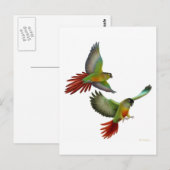 Briefkaart Groene Cheek Conures (Voorkant / Achterkant)