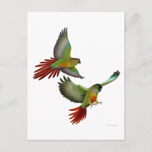 Briefkaart Groene Cheek Conures (Voorkant)