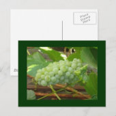 briefkaart groene druiven (Voorkant / Achterkant)