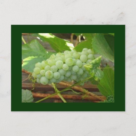 briefkaart groene druiven (Voorkant)