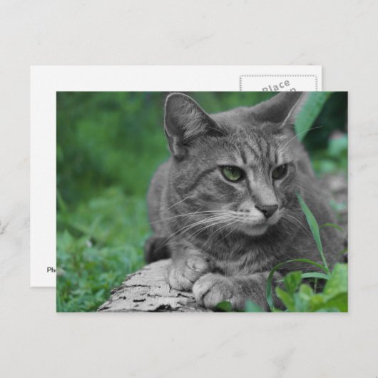 Briefkaart groene kleurstof (Voorkant / Achterkant)