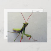Briefkaart, Groene Leerling Mantis Insect Foto Briefkaart (Voorkant / Achterkant)