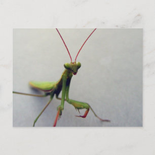 Briefkaart, Groene Leerling Mantis Insect Foto Briefkaart