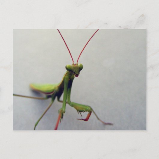 Briefkaart, Groene Leerling Mantis Insect Foto Briefkaart (Voorkant)