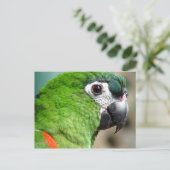 Briefkaart Groene papegaai (Staand voorkant)