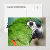 Briefkaart Groene papegaai (Voorkant / Achterkant)