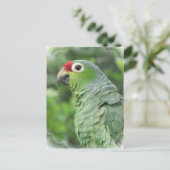 Briefkaart Groene papegaai (Staand voorkant)
